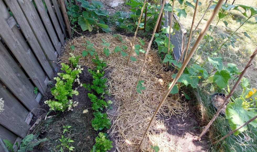 minimale input, maximale output