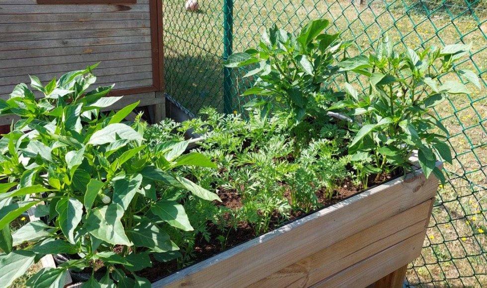 minimale input, maximale output