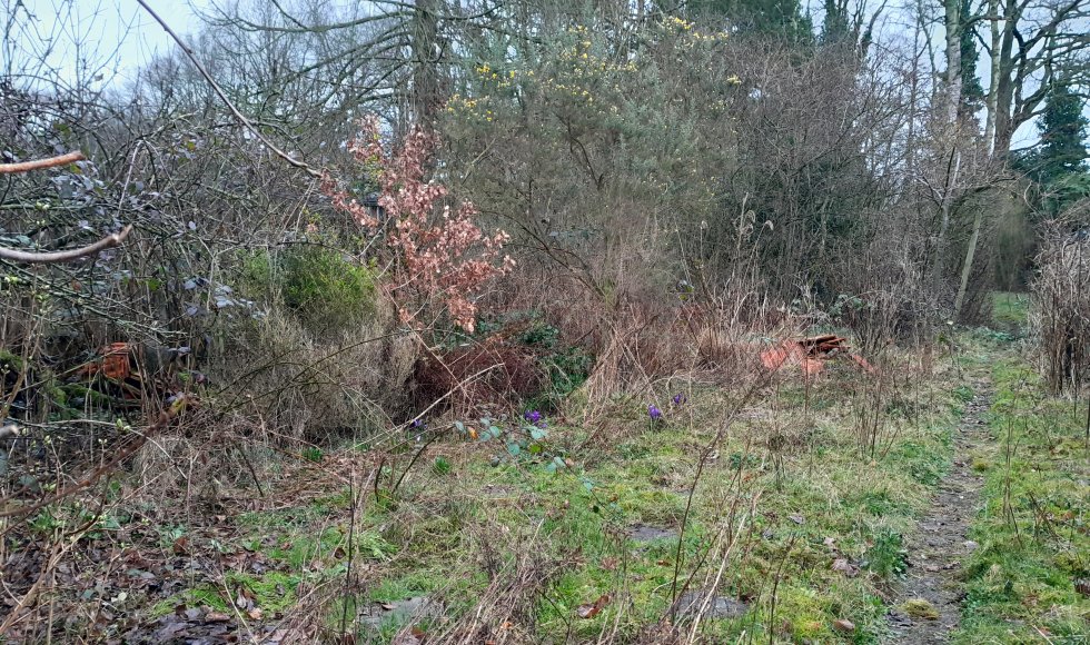 Turnhout Mark's gewilde wilde (gecontroleerde) natuurtuin 1