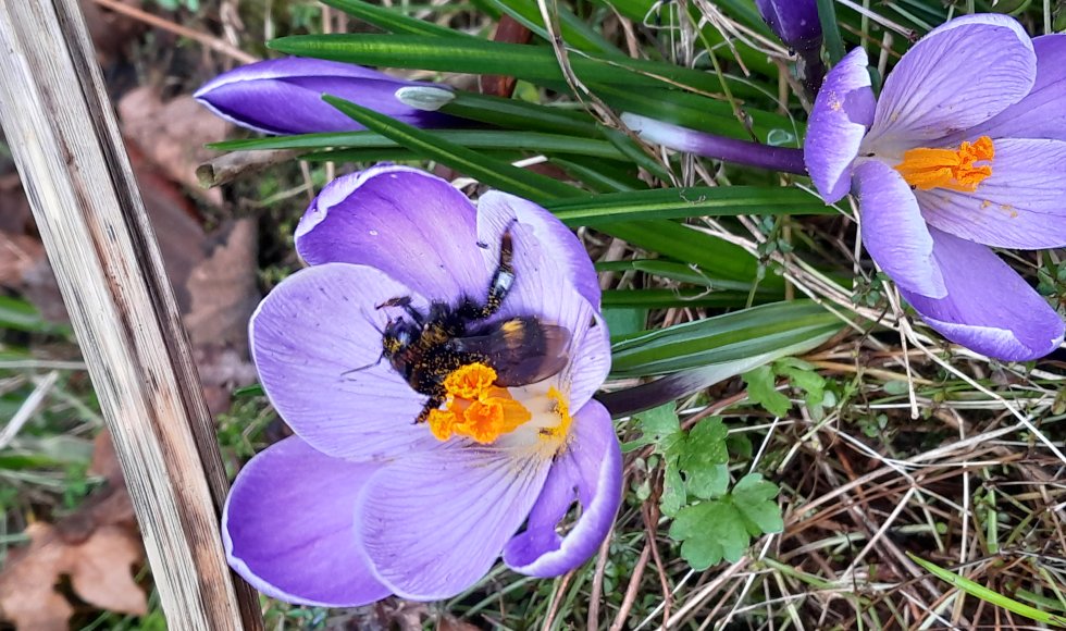 Turnhout Mark's gewilde wilde (gecontroleerde) natuurtuin 3