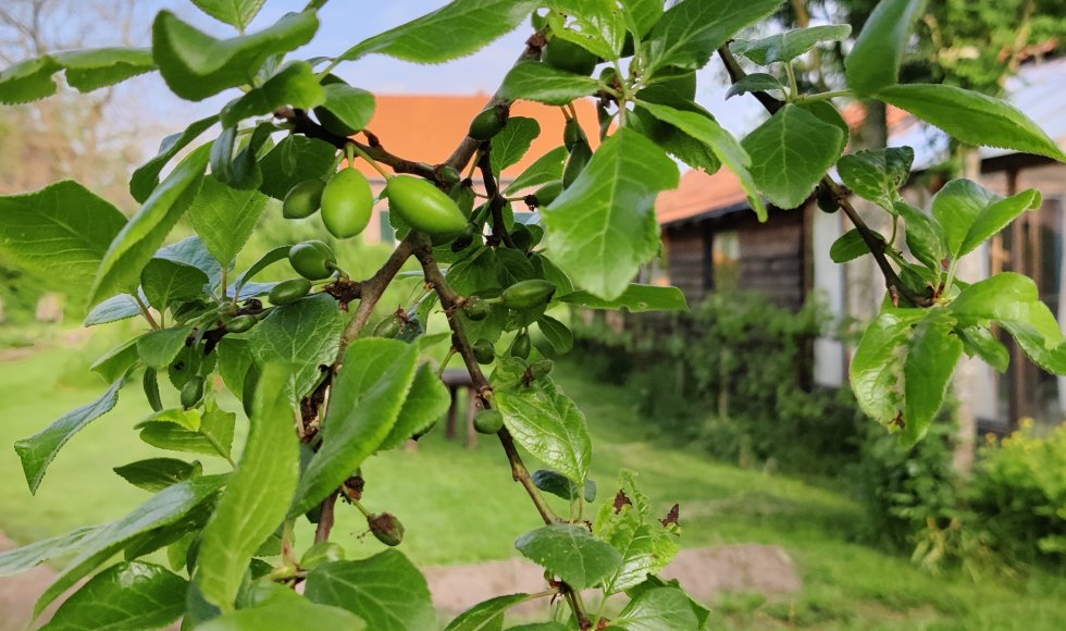 Picknicktuyn_Victoriapruim