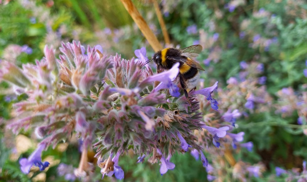 Vlimmeren Ecotuin Lepelstraat 4