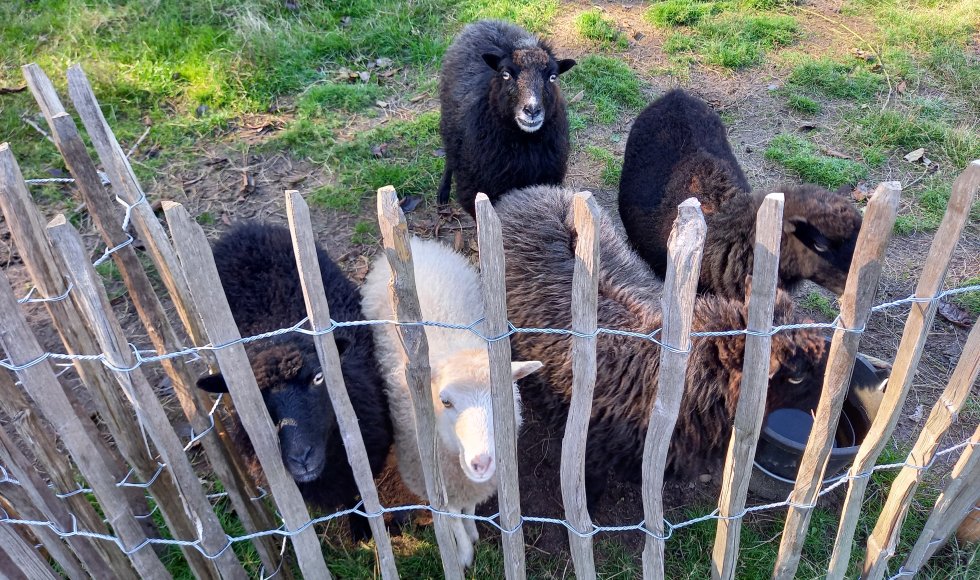 Vlimmeren Ecotuin Lepelstraat 6
