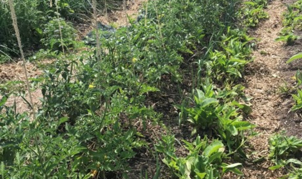 Permacultuur en voedselbos in Baasrode