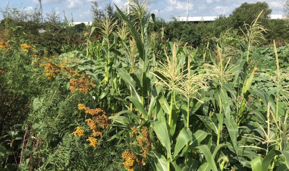 Permacultuur en voedselbos in Baasrode