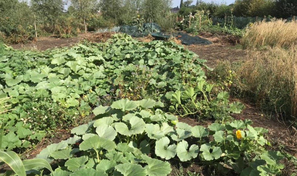 Permacultuur en voedselbos in Baasrode