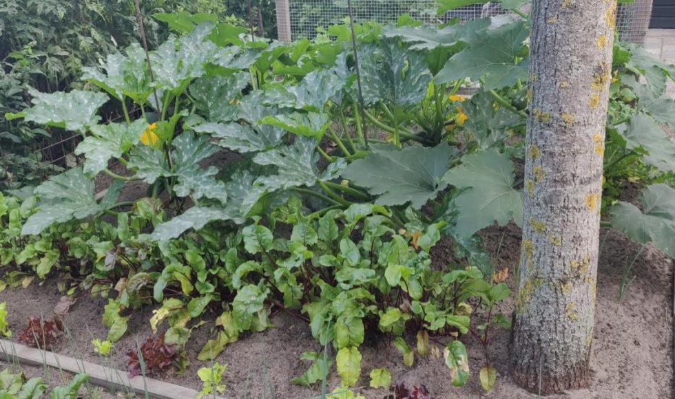 Wagenberg_Tuin van Annie Crombag