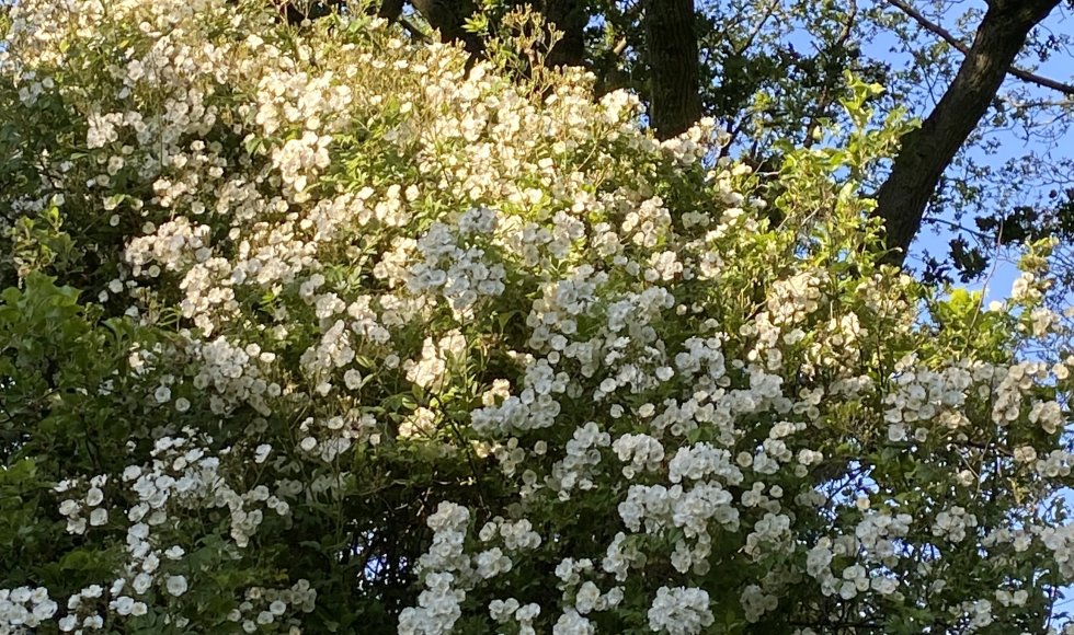 Waskemeer De Schans Breeberg16