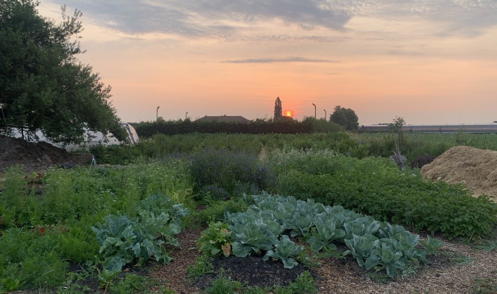 Weelde Bari bessen pluktuin 2
