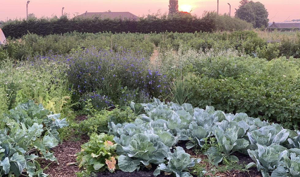 Weelde Bari bessen pluktuin 3