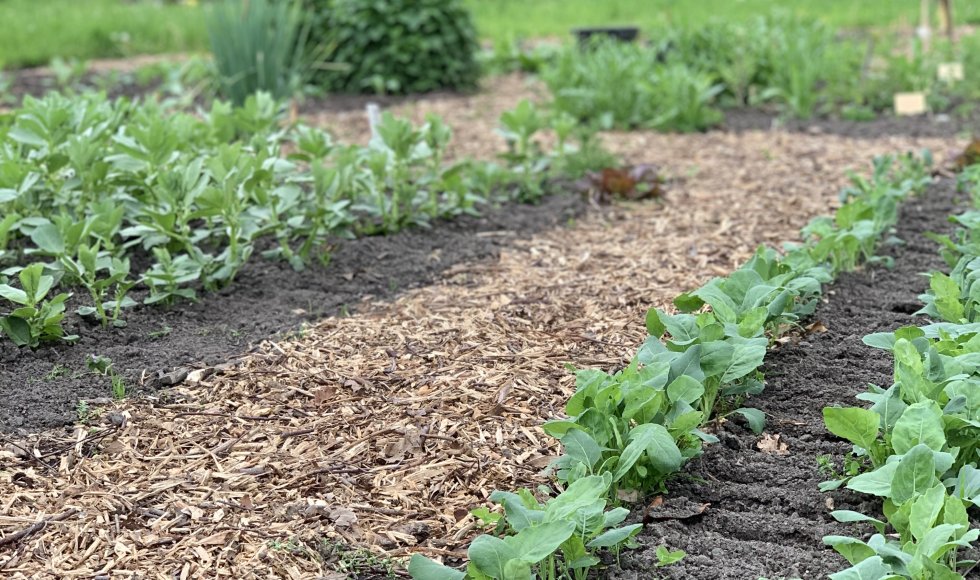 Weelde Bari bessen pluktuin 4