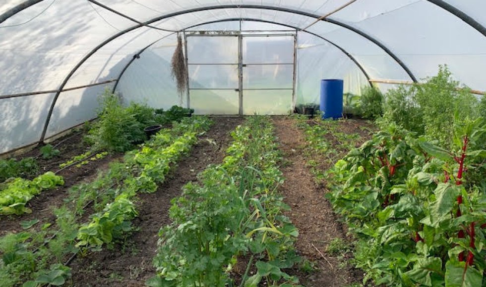 Weelde Bari bessen pluktuin 7