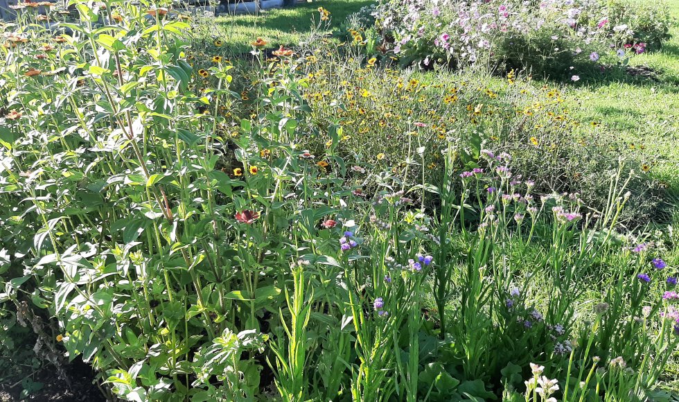 Winksele Bloemenpluktuin Plukdrome Herent 1