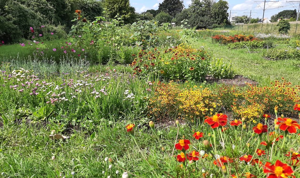 Winksele Bloemenpluktuin Plukdrome Herent 2