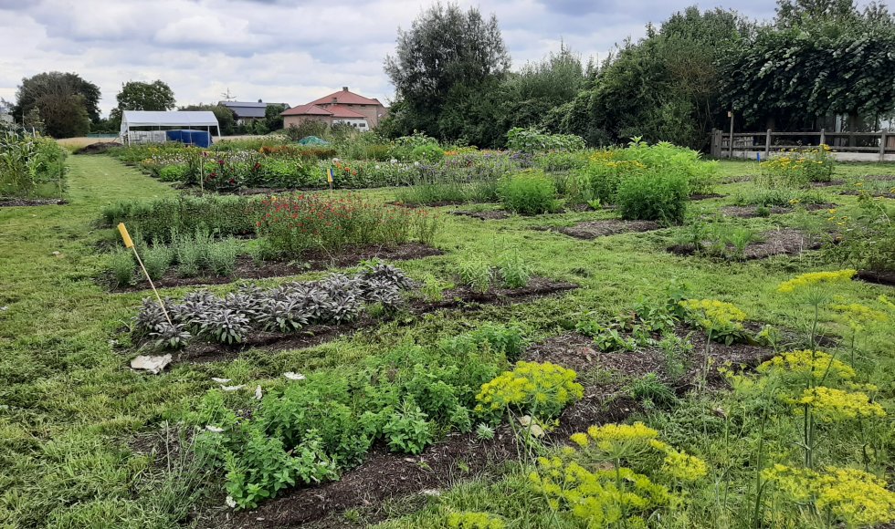 Winksele Bloemenpluktuin Plukdrome Herent 3