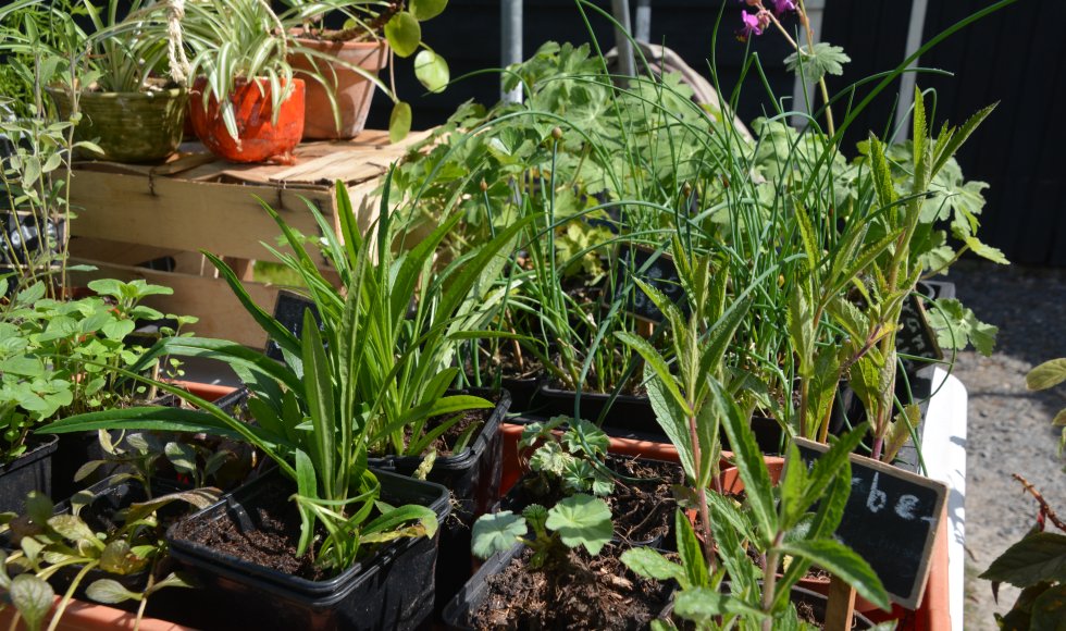 Zaamslag Hof Andieke 3