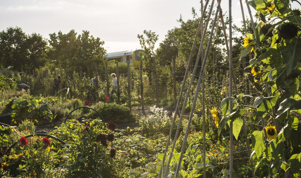 Zonnebloemen in moestuin