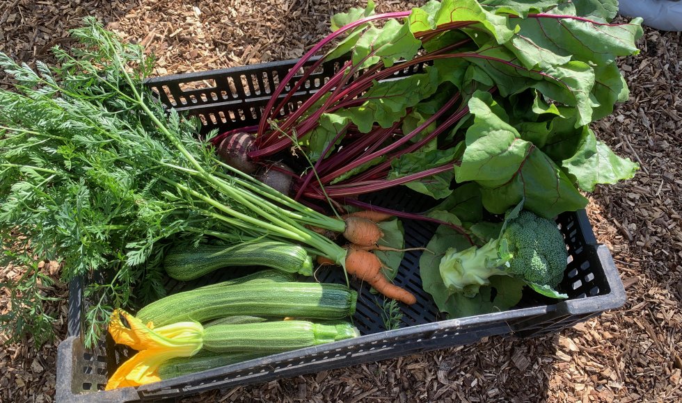 rderij tSpinnenwebVoedselbos en Samentuin tGroen Spinnet