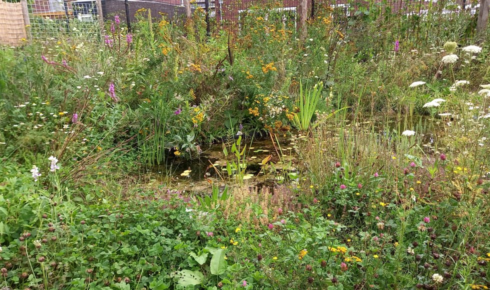 Zutphen Onze Doe Het Zelf Tuin 6