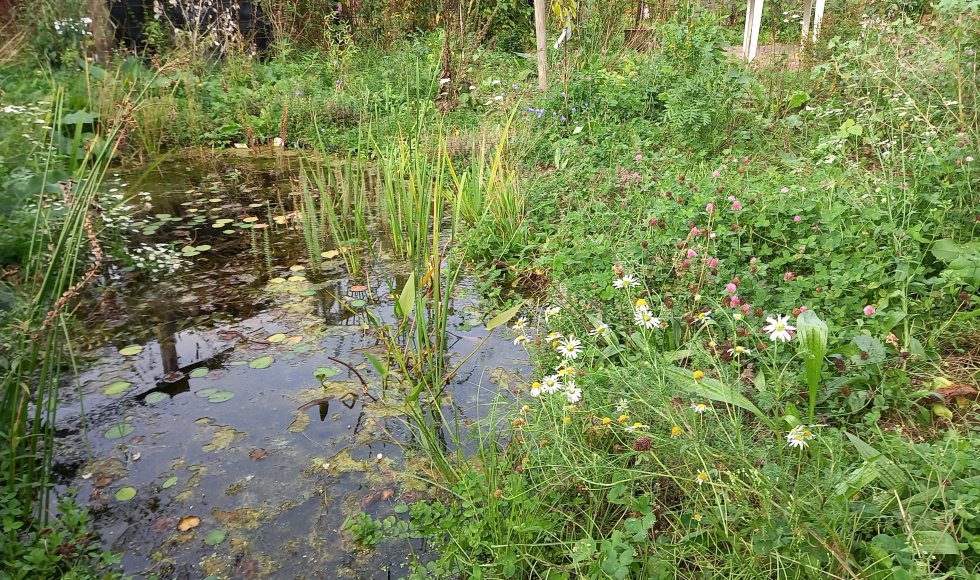 Zutphen Onze Doe Het Zelf Tuin 7