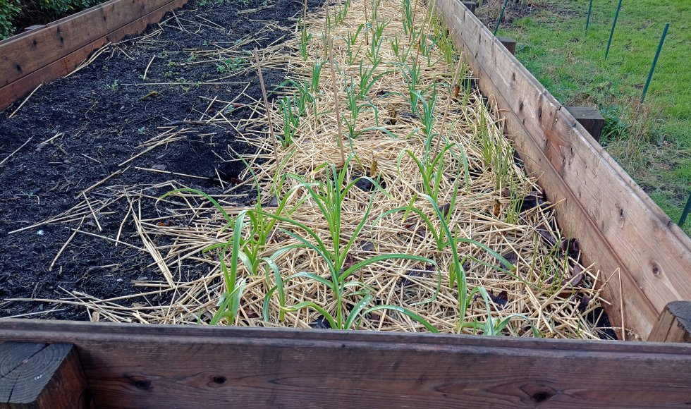 Zwijndrecht snoeptuin van de familie Broeckx-Heyrman 6