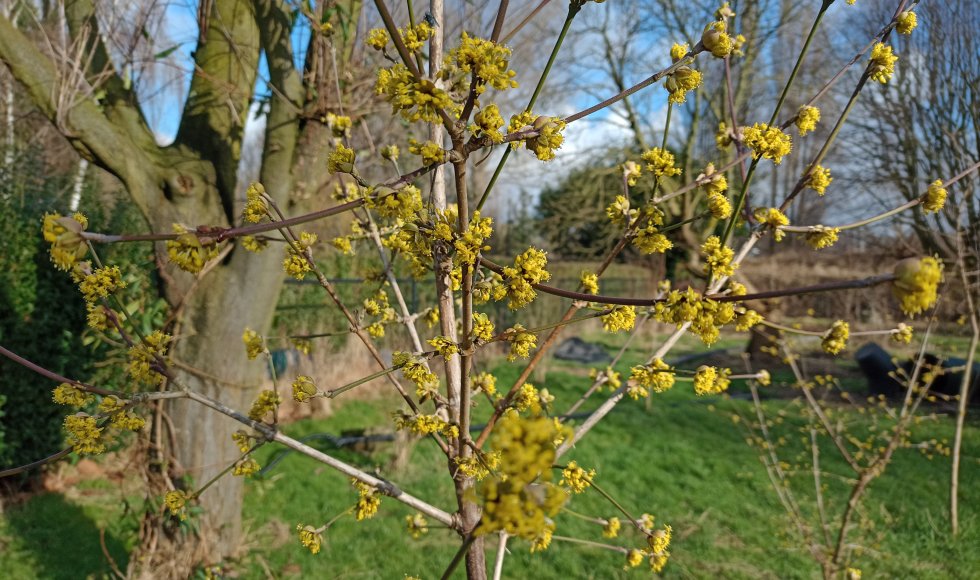 Zwijndrecht snoeptuin van de familie Broeckx-Heyrman 1