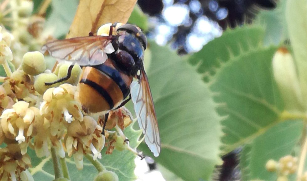 Zwijndrecht snoeptuin van de familie Broeckx-Heyrman 4
