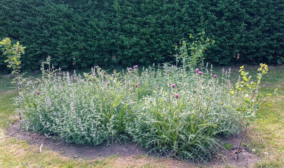 Zwijndrecht snoeptuin van de familie Broeckx-Heyrman 3