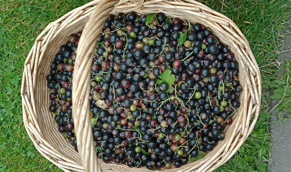 Zwijndrecht snoeptuin van de familie Broeckx-Heyrman 2