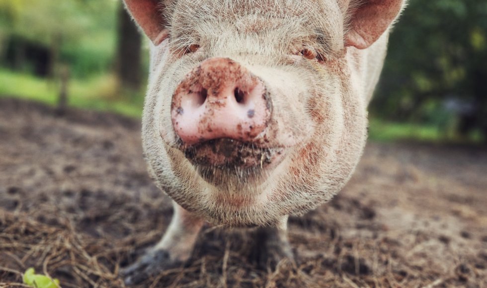 AardigAards_Mariakerke