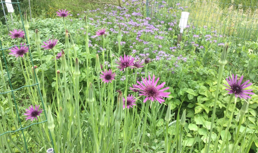 Voedseltuin Silex Fruitbos