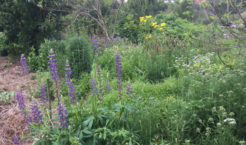 Voedseltuin Silex Fruitbos