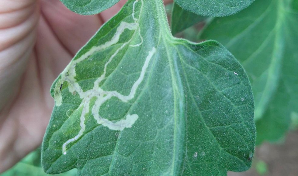 Tomatenmineervlieg op tomatenblad