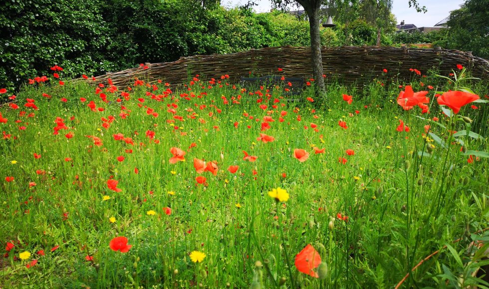 Biodiverse sier- en moestuin met verschillende biotopen