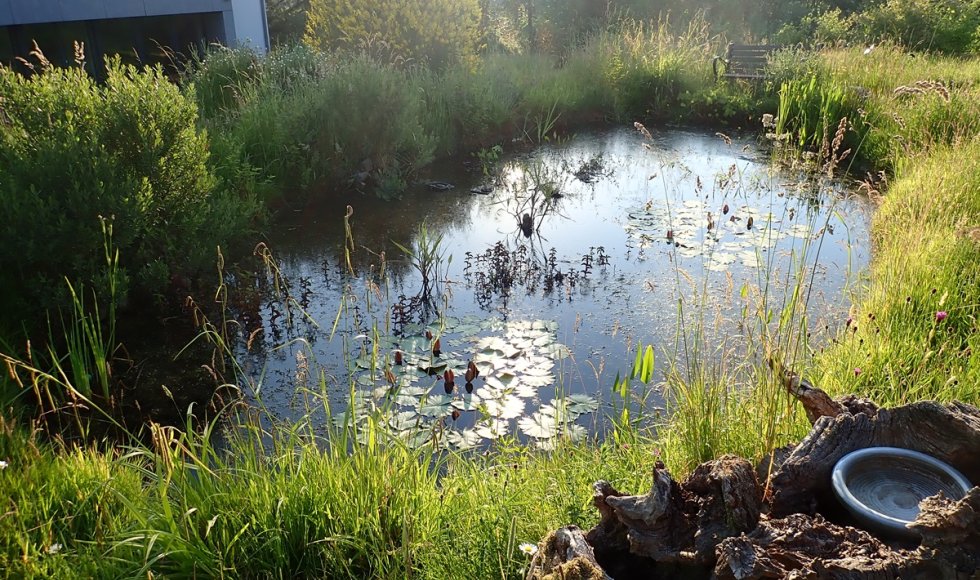 Andenne_Ruefonddebousalle_inmybackyard