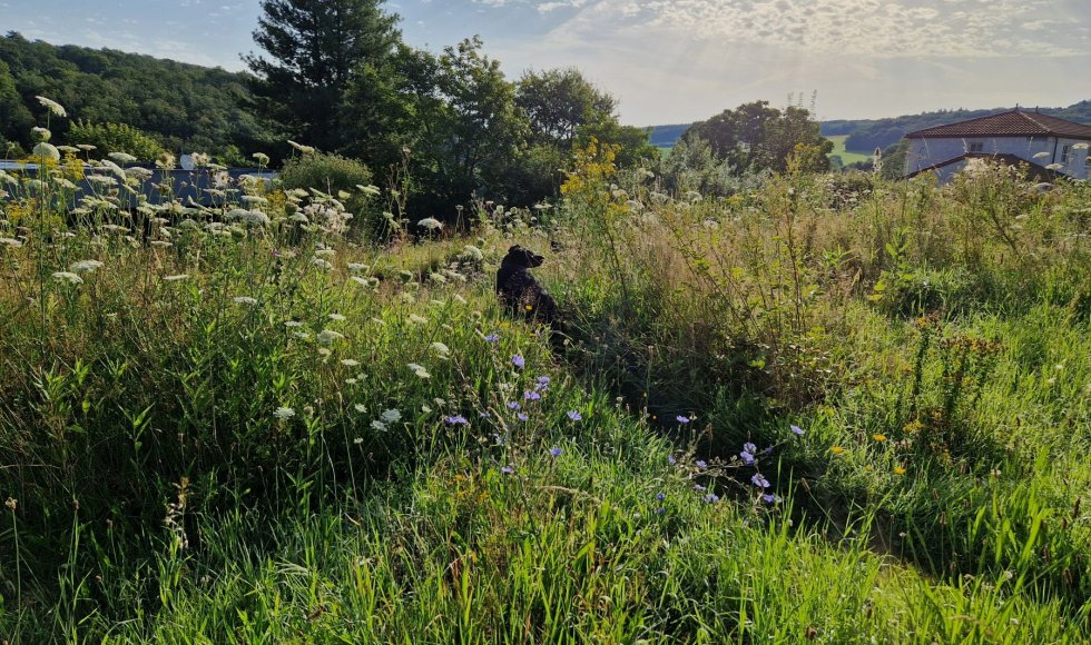 Andenne_Ruefonddebousalle_inmybackyard