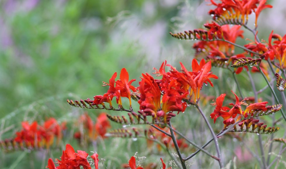 Madame natuurlijk rijk