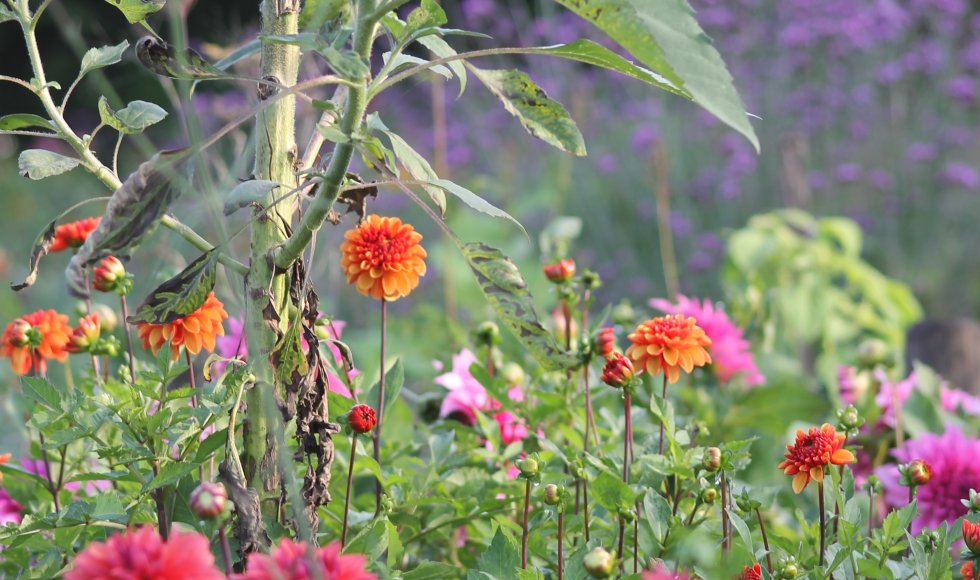 Madame natuurlijk rijk