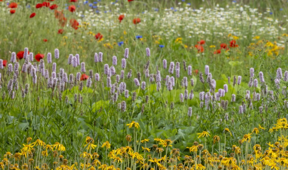 Arnica Dwingeloo_1