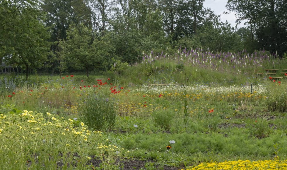 Arnica Dwingeloo_1