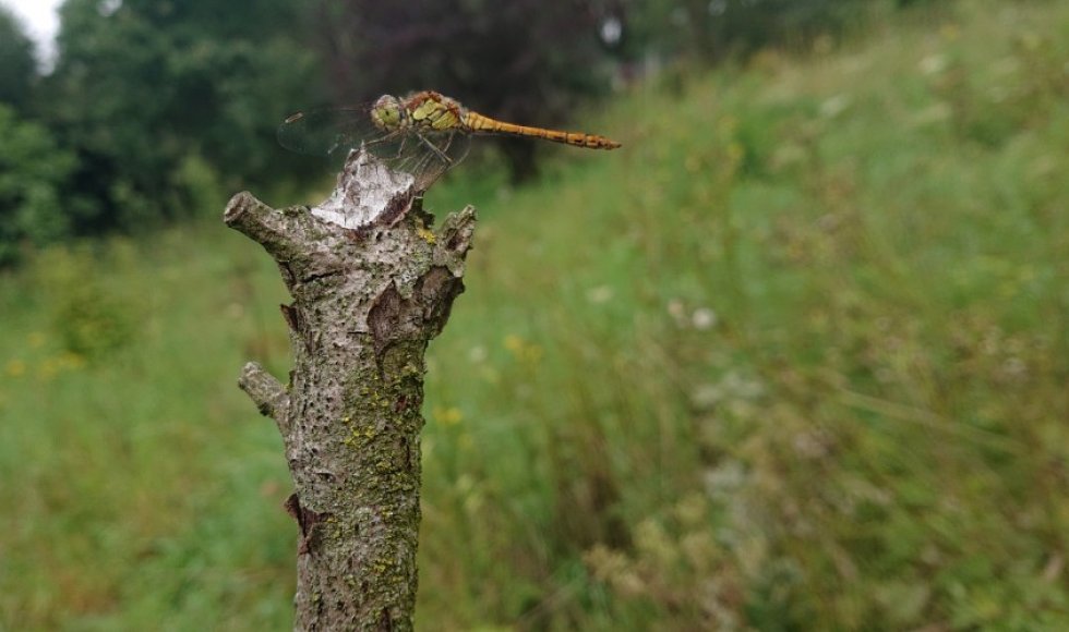 voedselbos patersveld