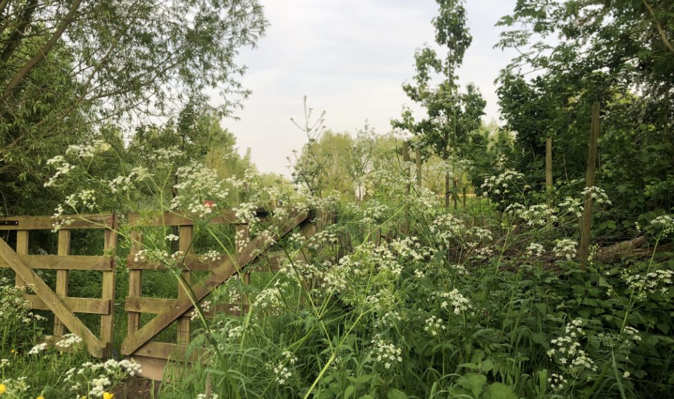 Bees en bos