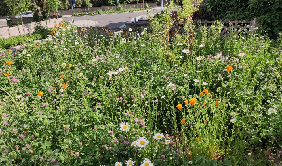 Zoe Westelinck_Wilsele