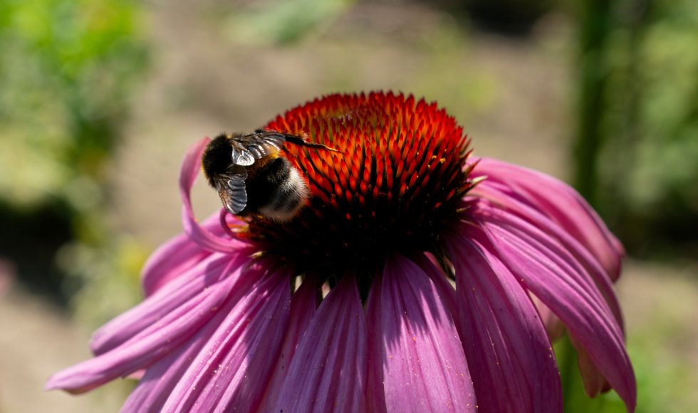 breda_monseigneurhopmansstraat_buascommunitygarden