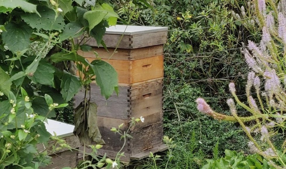 kwekerij en pluktuin van buggenum