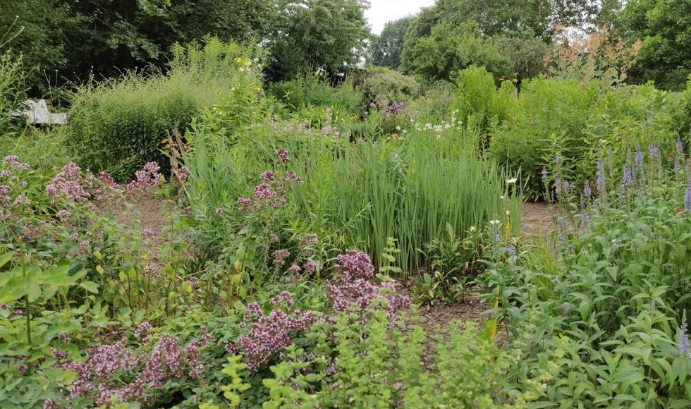 kwekerij en pluktuin van buggenum