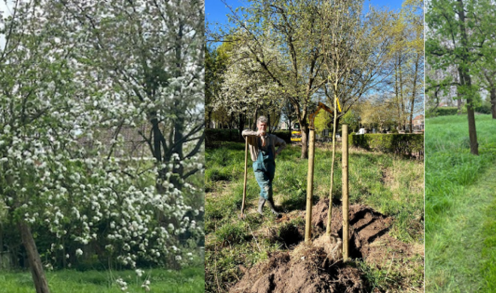 Boom in bloei - man die boom plant