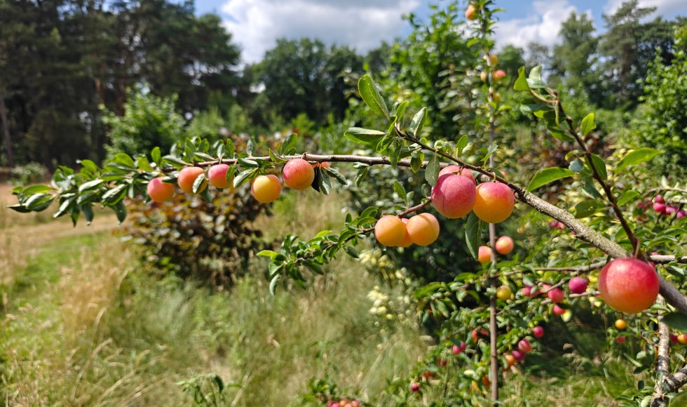 Voedselbos D'n Bergh Budel