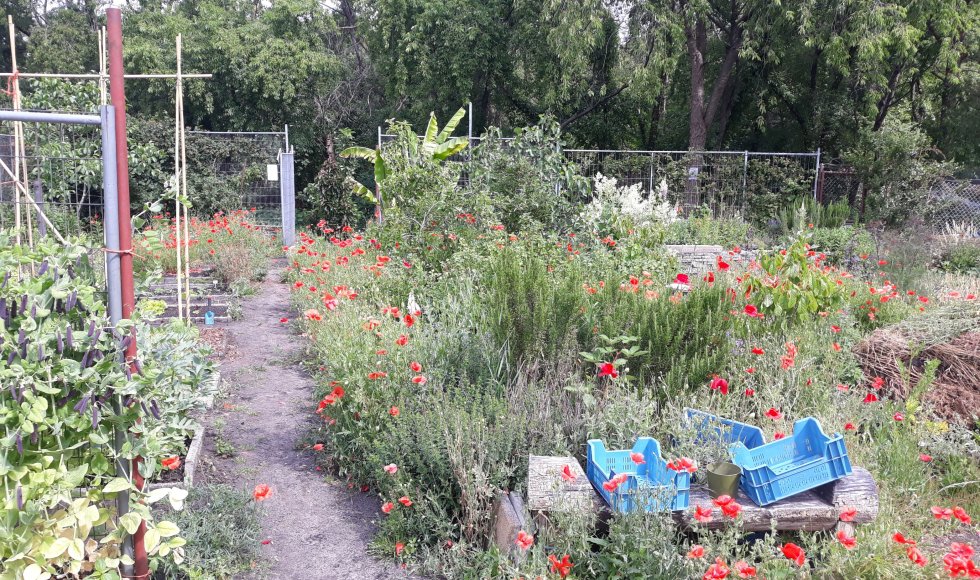 De Torteltuin_Kees Huibreghts