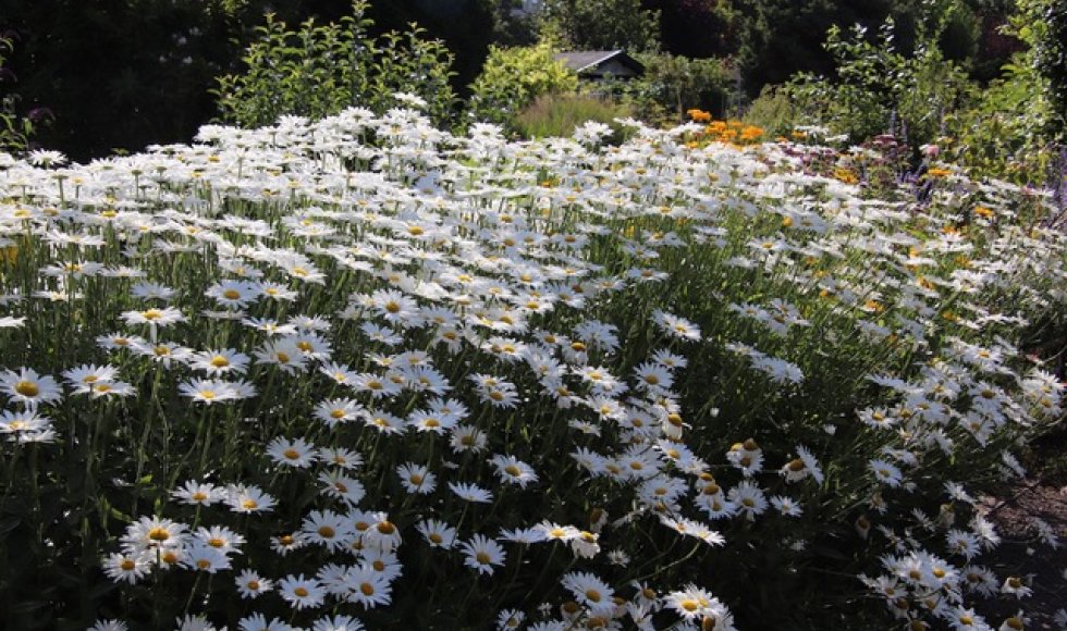 Volkstuinvereniging Florence Nightingale